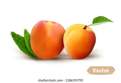 Isolated Apricot fruit with green leaves and stem on the white background. Fresh ripe peach, realistic vector.
