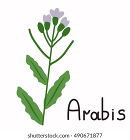 Isolated arabis vector plant illustration
