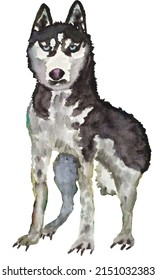 Isolated art with a standing black+white Husky Dog with light blue eye. Brush pens on watercolor paper. Background is cut off. Made in 2020, Dec.