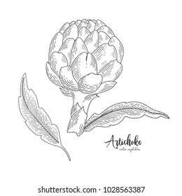 Isolated artichoke. Engraved art. Organic sketched vegetarian objects. Vegetarian food for design menu, recipes, decoration kitchen items