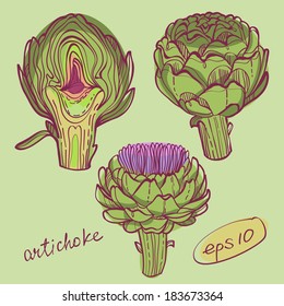  isolated artichoke illustration