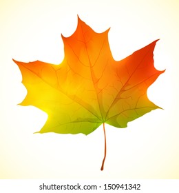 Isolated autumn bright vector maple leaf