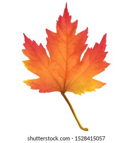 Isolated autumn bright vector maple leaf. Realistic maple leaf isolated on white background.