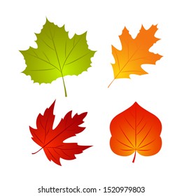 Isolated Autumn fall leaf. Nature element for poster, ad, thanksgiving background. Template design. Vector Illustration