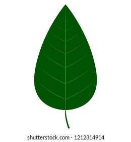 Isolated autumn leaf image. Vector illustration design