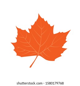 Isolated autumn leaf on a white background - Vector illustration design