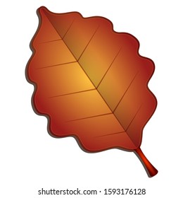 Isolated autumn leaf on a white bakcground - Vector