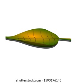 Isolated autumn leaf on a white bakcground - Vector