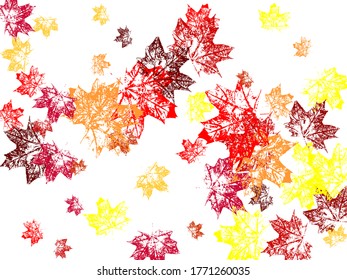 Isolated autumn leaves Canadian symbol maple red orange yellow dry autumn leaves. Cool tree foliage september background graphics.