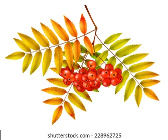Isolated autumn rowan branch with leaves and berries