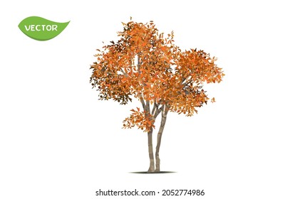 Isolated autumn tree on white background. Single tropical tree in vector illustrative. Concept for landscaped decoration of falling leave big tree in garden and architectural design