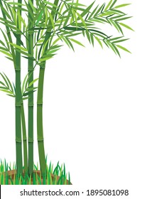 isolated bamboo tree on white background vector design