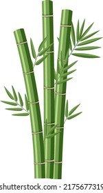 Isolated bamboos on white background illustration