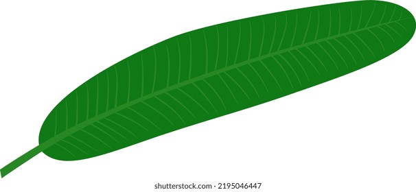 An isolated banana leaf in flat colour