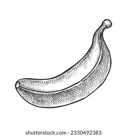 Isolated banana sketch or vector tropical fruit. Hand drawn symbol for dessert food. Organic and natural nutrition. Cavendish product for vegan and vegetarian diet. Summer salad ingredient. Harvest
