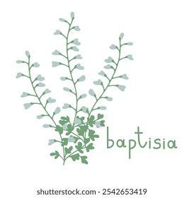 Ilustração isolada do vetor da planta da batisia