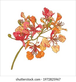 isolated of Barbados Pride or Dwarf poinciana, Flower french, Paradise Flower, peacock's crest, colorful Pride of Barbados on white background, vector illustration