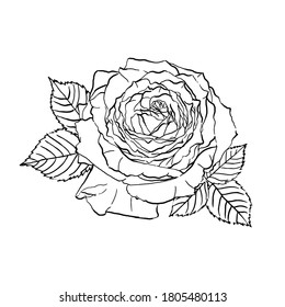 isolated beautiful blooming white rose with leaves on white background