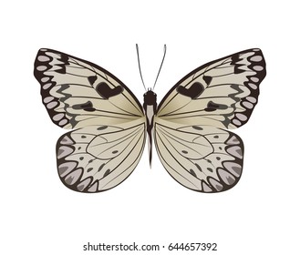 Isolated beautiful butterfly.