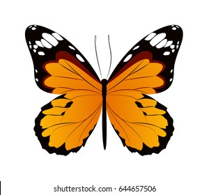 Isolated beautiful butterfly.