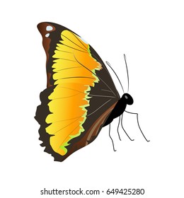 Isolated beautiful butterfly.