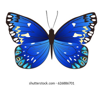 Isolated beautiful butterfly on white background. Blue and black colors.