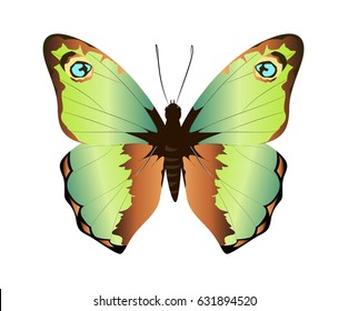 Isolated beautiful butterfly on white background. Green and brown colors.