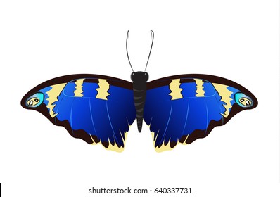 Isolated beautiful butterfly on white background. Blue colors.