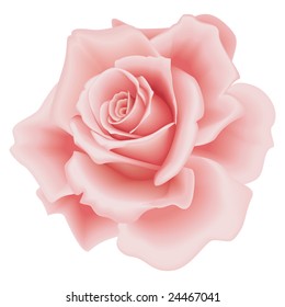 Isolated Beautiful Pink Rose on the White Background