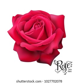 Isolated beautiful rose, floral elements for design. Vector