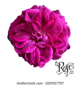 Isolated beautiful rose, floral elements for design. Vector