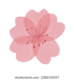 Isolated beautiful tender watercolor sakura flower, hand drawn cherry blossom with transparent petals and paper texture. Vector illustration EPS 10