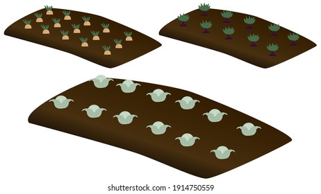 camas aisladas con verduras de fondo blanco