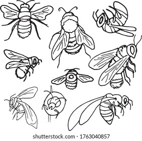 Isolated the BEES on white, hand drawn. Black and white. Vector EPS 10. Use for print on dishes, honey, textiles, illustration, wrappers, wallpaper, decor, books, fabric.