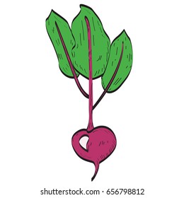 Isolated beet on a white background, Vector illustration