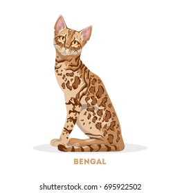 Isolated bengal cat on white background. Domestic animal.