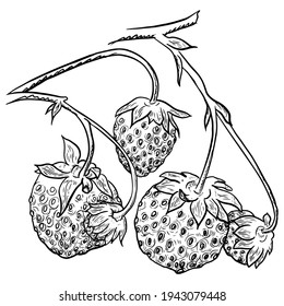 Berry aislada y ramas extraídas a mano de fresa.Vector, ilustración de línea. Imprimir para tela, embalaje, etiqueta, cartel, impresión. Colección Sketch. Doodle. 