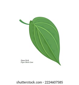 Isolated betel leaf herbal plant on a white background