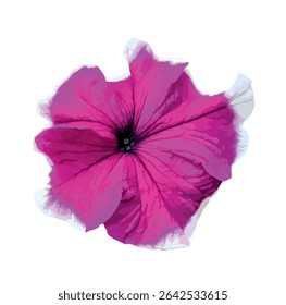 Isolated bicolor Petunia × hybrida flower with vivid magenta petals and white edges on white background. Petunia 'Blue Frost' flower. Ideal for botanical and floral designs, graphic compositions.