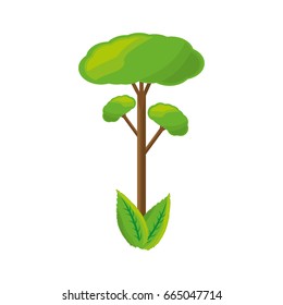 isolated big tree