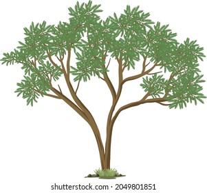 Isolated big tree on white background illustration