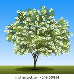 Isolated birch tree with with green leaves and white flowers on a blue background