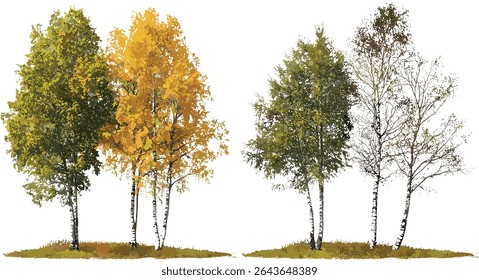 Conjunto isolado de bétula, Pêndula de Betula na folhagem sazonal, verão e outono, ilustração vetorial, recorte de árvore, espécies caducifólias, paisagismo verde, projeto da natureza da floresta, conceito de flora.