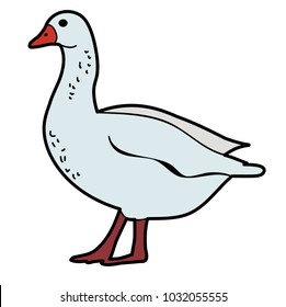 isolated bird duck, goose