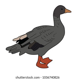 isolated, bird goose, duck
