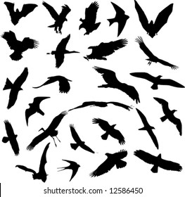 isolated birds collection