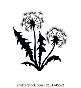 Isolated black dandelion silhouette. Wildflower scene. Summer grass drawing. Plant graphic. Vector illustration