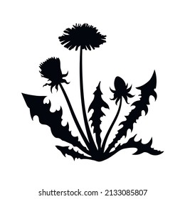 Isolated black dandelion silhouette. Wildflower scene. Summer grass drawing. Plant graphic