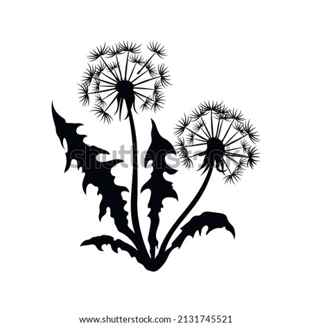 Isolated black dandelion silhouette. Wildflower scene. Summer grass drawing. Plant graphic. Vector illustration