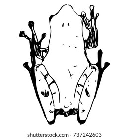 Isolated black ink sketch of a tropical frog (theloderma). Hand drawn vector. Top view. 